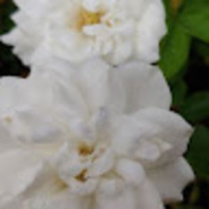 Meet your Posher, Leah